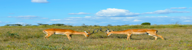 kenya