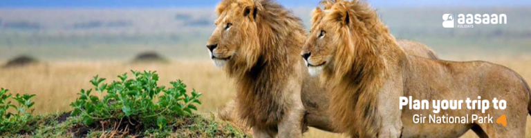 gir national park