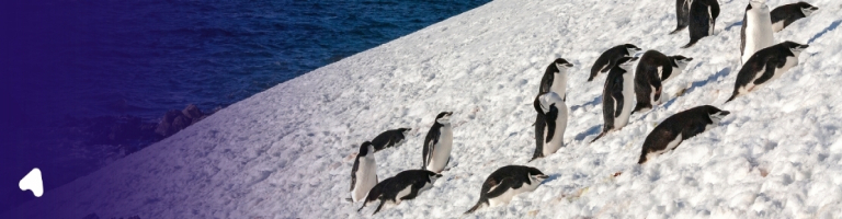 south shetland islands