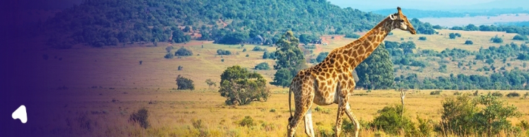 kruger national park