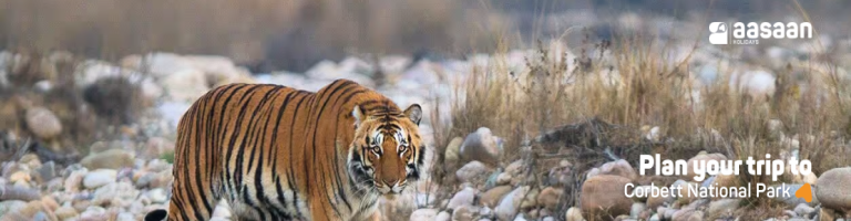 corbett national park