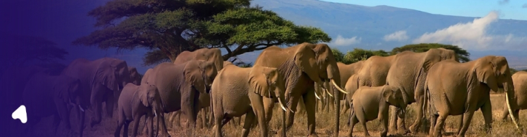 amboseli national park