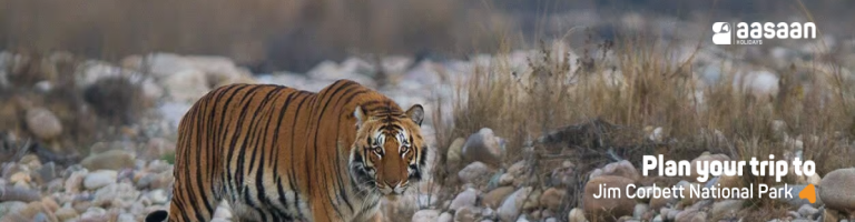 jim corbett national park